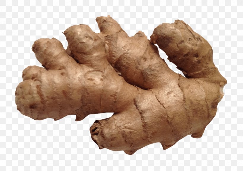 Ginger Image Transparency, PNG, 851x600px, Ginger, Display Resolution, Food, Galangal, Image File Formats Download Free