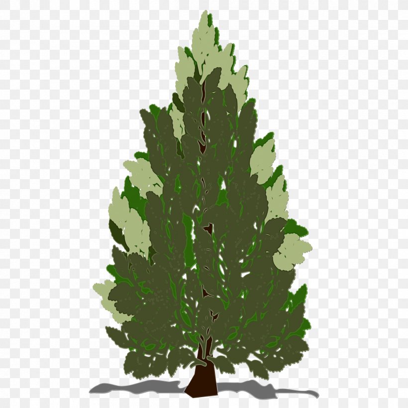 Tree Leaf White Pine Oregon Pine Plant, PNG, 2400x2400px, Watercolor, Colorado Spruce, Green, Leaf, Lodgepole Pine Download Free