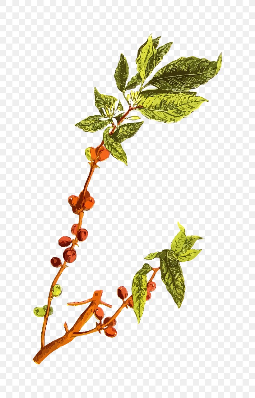Arabica Coffee Cafe Coffee Bean, PNG, 731x1280px, Coffee, Arabica Coffee, Bean, Berry, Branch Download Free