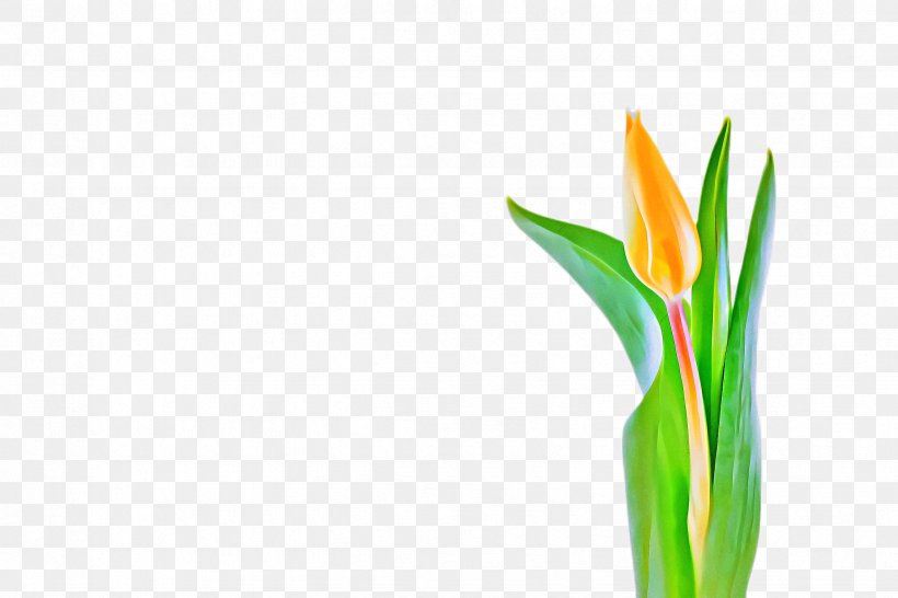 Flowers Background, PNG, 2448x1632px, Tulip, Bird Of Paradise, Blossom, Bud, Cut Flowers Download Free
