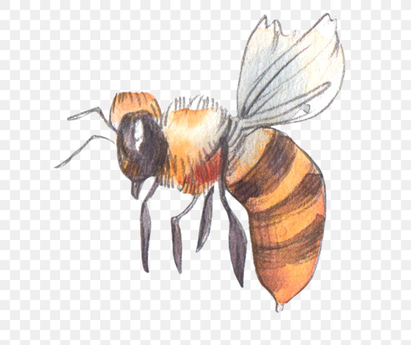 Honey Bee, PNG, 690x690px, Honey Bee, Arthropod, Bee, Fauna, Fly Download Free