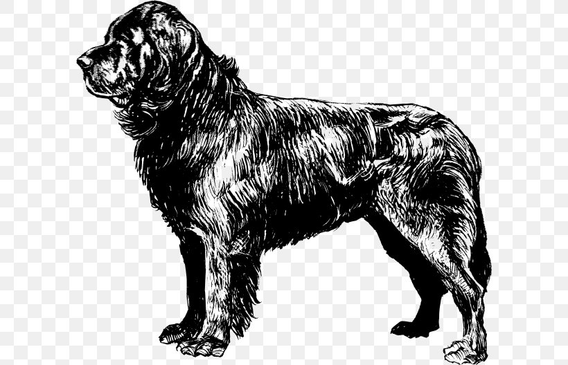 Newfoundland Dog Puppy Beagle Coloring Book Clip Art, PNG, 600x528px, Newfoundland Dog, Animal, Beagle, Black And White, Carnivoran Download Free