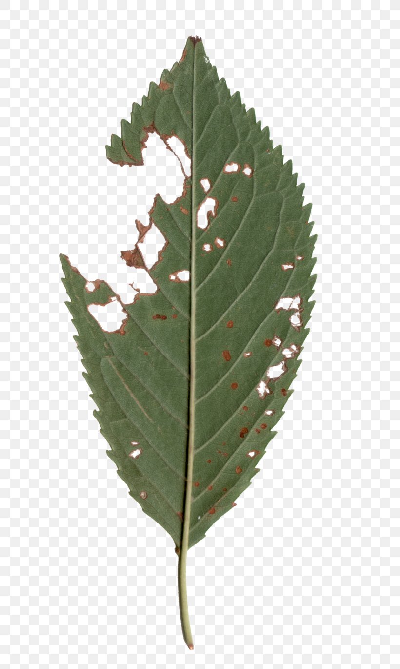 Plant Pathology Leaf, PNG, 583x1370px, Plant Pathology, Leaf, Pathology, Plant Download Free