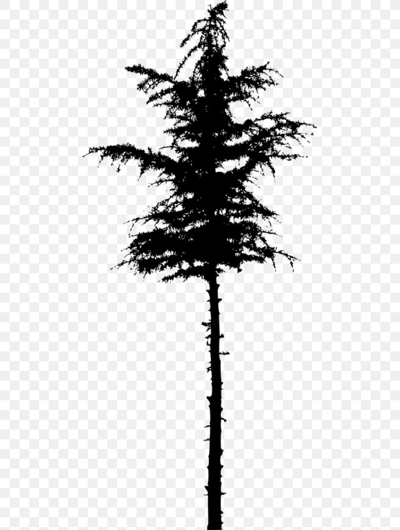 Spruce Pine Fir, PNG, 481x1086px, Spruce, Black And White, Branch, Conifer, Conifer Cone Download Free