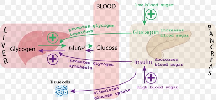 Blood Sugar Insulin Glucagon Glycemic Index, PNG, 1024x476px, Blood Sugar, Blood, Blood Sugar Regulation, Diabetes Mellitus, Diet Download Free