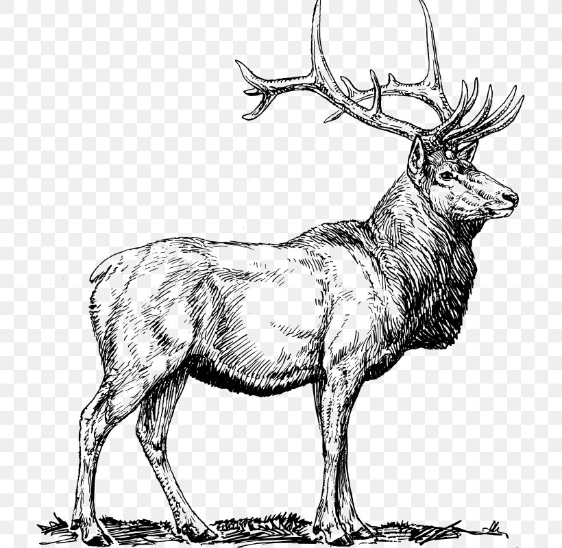 Elk Deer Clip Art, PNG, 713x800px, Elk, Antelope, Antler, Art, Black And White Download Free