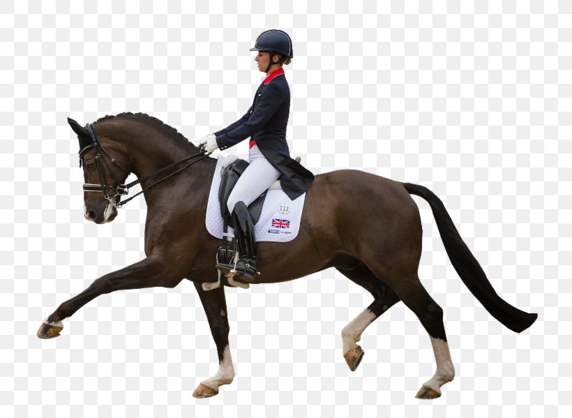Horse Equestrian Dressage English Riding Bridle, PNG, 800x599px, Horse, Animal Sports, Animal Training, Bit, Bridle Download Free