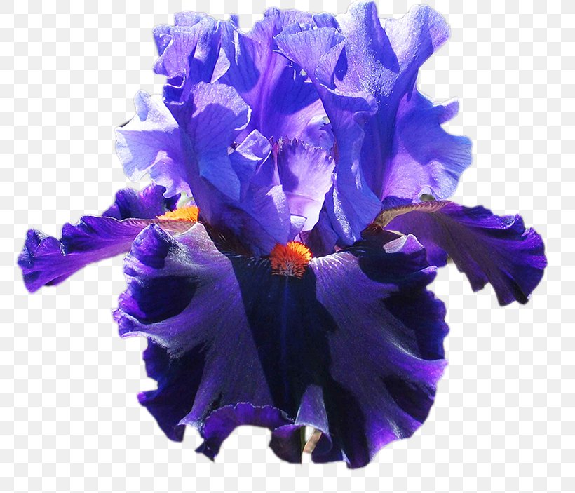 Irises Blue Cut Flowers Violet Flower Garden, PNG, 800x703px, 2019, Irises, Blue, Cobalt Blue, Cut Flowers Download Free