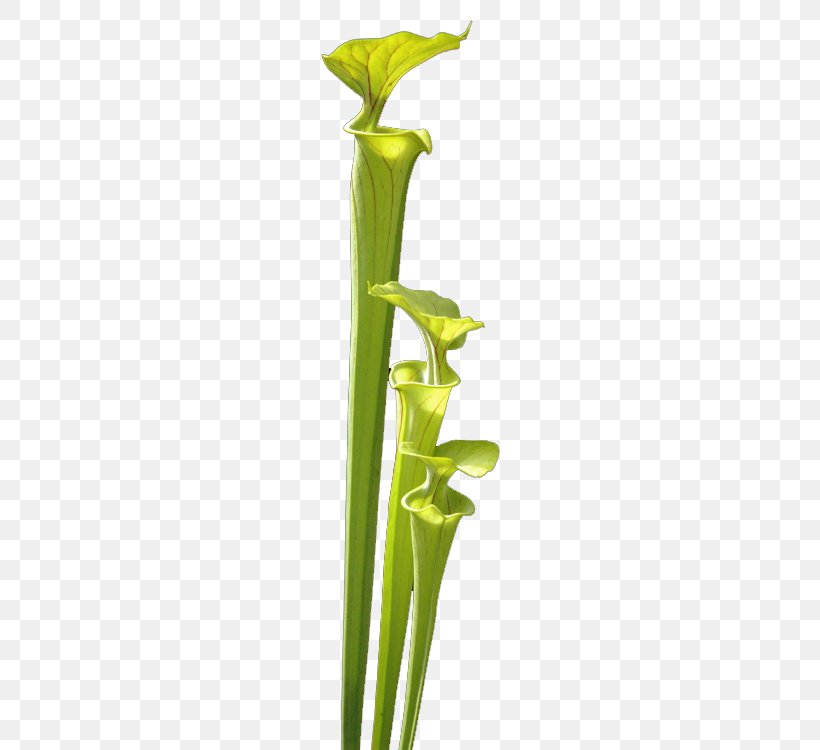 Plant Stem Vase Leaf Flower, PNG, 500x750px, Plant Stem, Flower, Flowerpot, Leaf, Plant Download Free