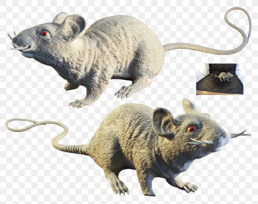 Rat Murids Mouse Common Opossum Rodent, PNG, 1004x795px, Rat, Animal, Animal Figure, Common Opossum, Fauna Download Free