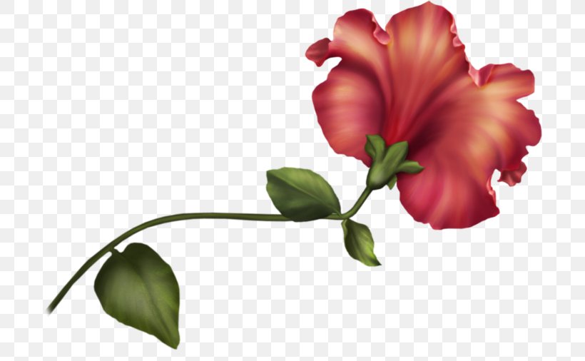 Border Flowers Petal Desktop Wallpaper Clip Art, PNG, 700x506px, Border Flowers, Annual Plant, Blossom, Botany, Bud Download Free