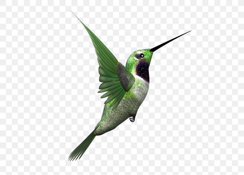 Hummingbird Clip Art Stock.xchng, PNG, 600x590px, Hummingbird, Beak, Bird, Copyright, Fauna Download Free