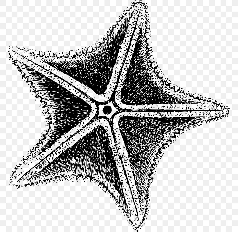 Starfish Invertebrate Clip Art, PNG, 766x800px, Starfish, Animal, Black And White, Echinoderm, Invertebrate Download Free