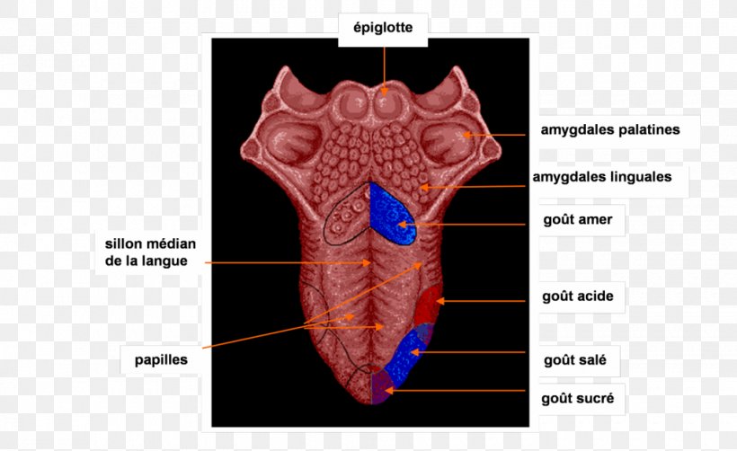 Tongue Taste Bud Botones Gustativos Human Anatomy, PNG, 1020x625px, Watercolor, Cartoon, Flower, Frame, Heart Download Free