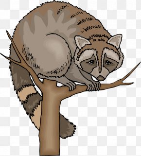 Funny Raccoon Cliparts - Baby Raccoon Tree Clip Art PNG