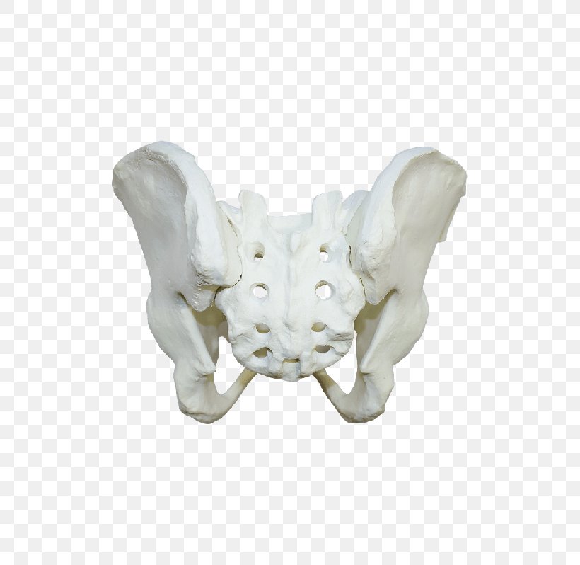 Bone Human Skeleton Anatomy Femur, PNG, 700x798px, Watercolor, Cartoon, Flower, Frame, Heart Download Free