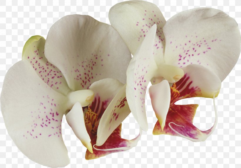 Cattleya Orchids Flower Rose, PNG, 1200x841px, Orchids, Cattleya, Cattleya Orchids, Cut Flowers, Flower Download Free