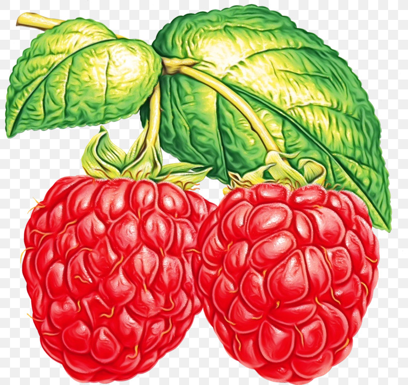 Raspberry Red Raspberry Blackberries Berry Blue Raspberry Flavor, PNG, 800x775px, Watercolor, Berry, Black Raspberry, Blackberries, Blue Raspberry Flavor Download Free