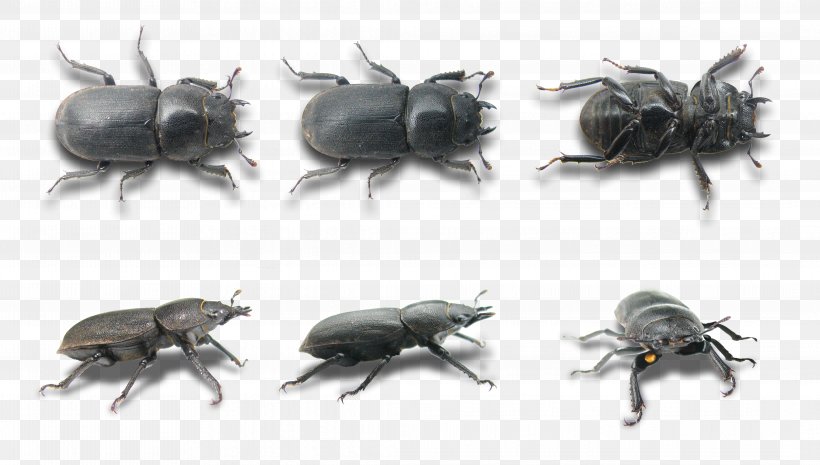 Scarabs Lesser Stag Beetle Weevil, PNG, 4252x2414px, Scarabs, Arthropod, Beetle, Biology, Deer Download Free