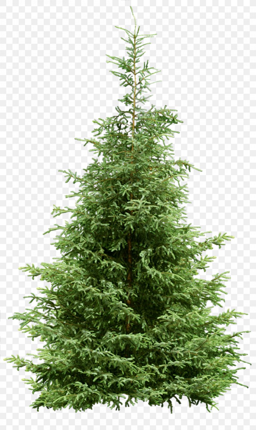 Christmas Tree Pine Noble Fir, PNG, 984x1650px, Tree, Biome, Christmas, Christmas Decoration, Christmas Tree Download Free