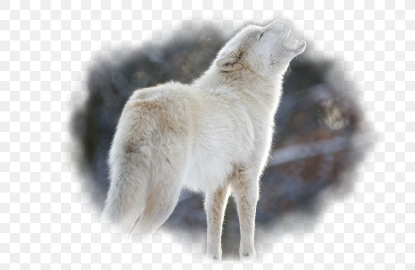 Dog Puppy Arctic Wolf Eurasian Wolf Pack, PNG, 800x533px, Dog, Animal, Arctic Wolf, Dog Breed, Dog Breed Group Download Free