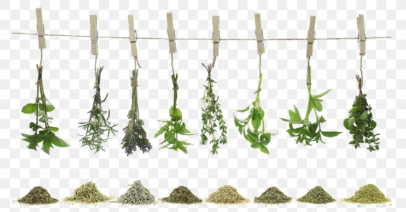 Green Tea Herb Spice Recipe, PNG, 800x428px, Tea, Cooking, Drink, Food, Food Drying Download Free