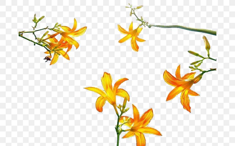 Hemerocallis Fulva Flower Euclidean Vector, PNG, 690x511px, Hemerocallis Fulva, Cartoon, Daylily, Flora, Floral Design Download Free