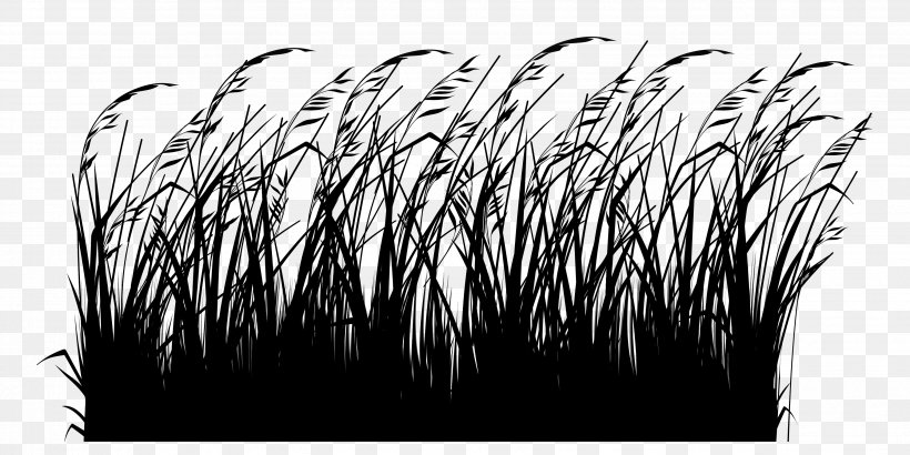 Le Jardinage Facile Ornamental Grass Switchgrass Gardening Winter, PNG, 3508x1757px, Ornamental Grass, Blackandwhite, Cold, Feather, Gardener Download Free