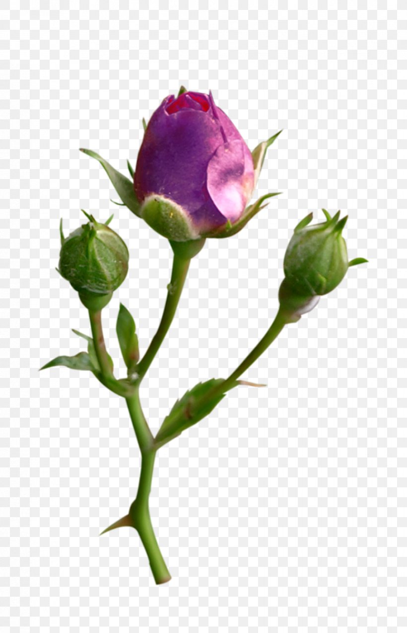 Rose, PNG, 824x1280px, Flower, Bud, Petal, Pink, Plant Download Free