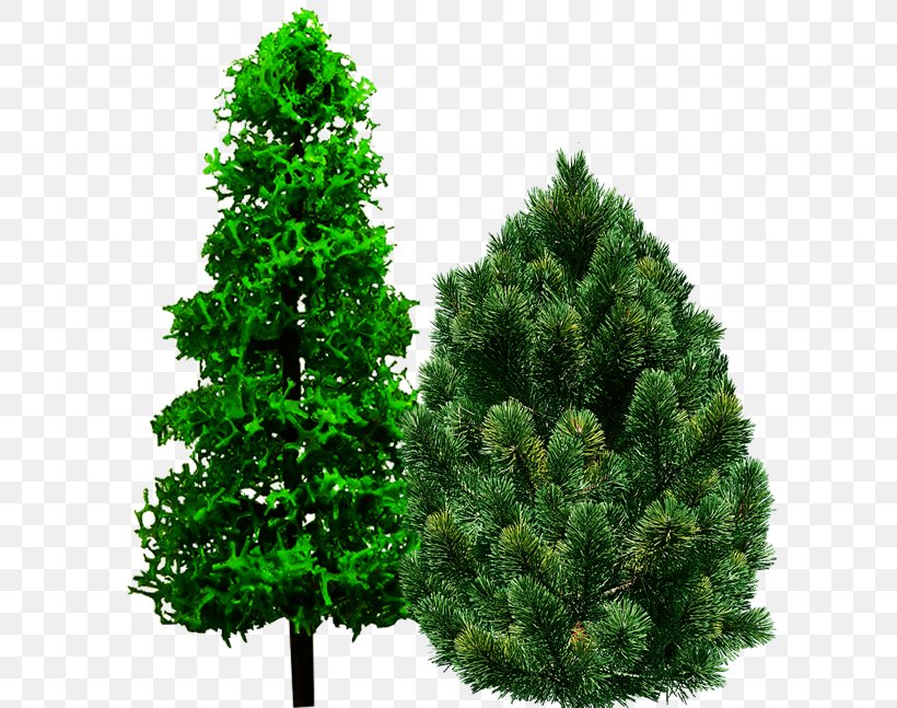 Spruce Pine Christmas Tree Fir, PNG, 600x647px, Spruce, Biome, Christmas Decoration, Christmas Tree, Conifer Download Free