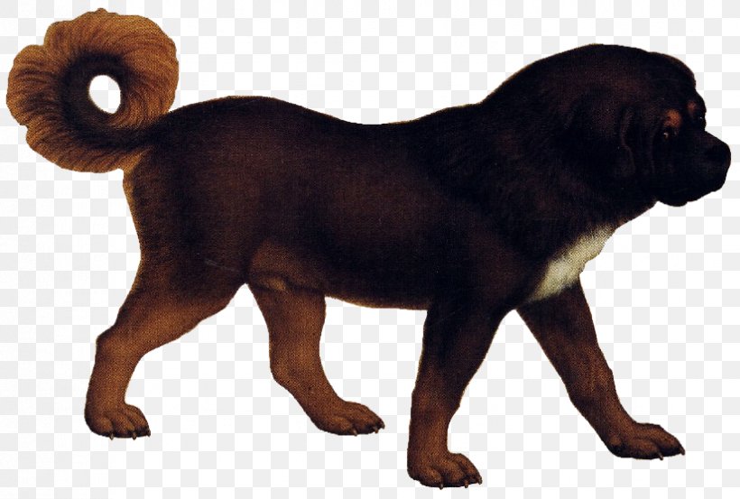 Tibetan Mastiff Puppy English Mastiff Coyote Ancient Dog Breeds, PNG, 825x557px, Tibetan Mastiff, Ancient Dog Breeds, Breed, Canidae, Canis Download Free