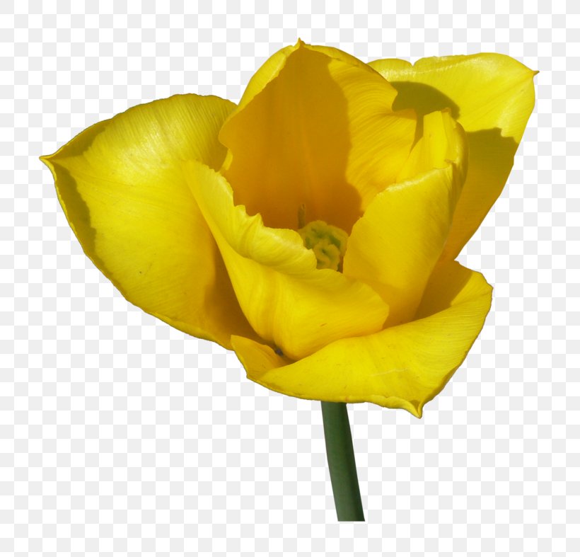 Tulip Cut Flowers Clip Art, PNG, 800x787px, Tulip, Bud, Cut Flowers, Flower, Flowering Plant Download Free