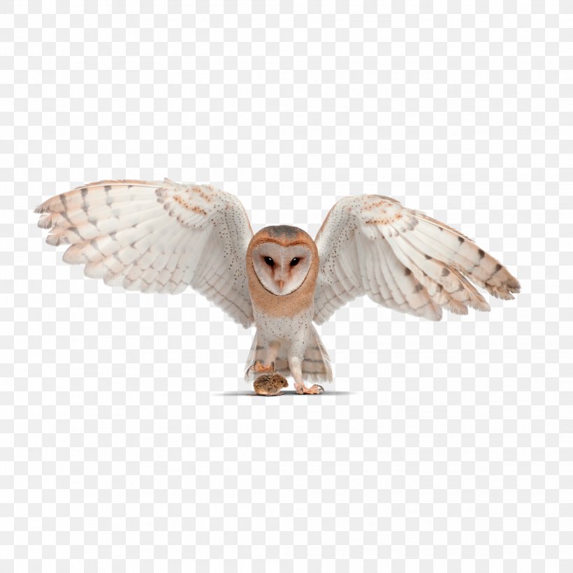 Barn Owl Little Owl Pellet Tawny Owl, PNG, 2083x2083px, Owl, Allposterscom, Barn Owl, Beak, Bird Download Free