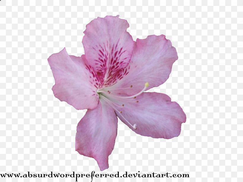 Flower Clip Art, PNG, 3472x2604px, Flower, Alstroemeriaceae, Azalea, Blossom, Deviantart Download Free