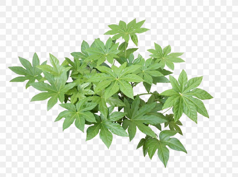 Hemp Leaf Cannabis Tree Herb, PNG, 2608x1952px, Hemp, Cannabis, Herb, Leaf, Plant Download Free