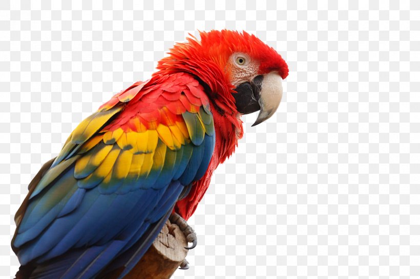 Scarlet Macaw Parrot Bird Red-and-green Macaw Great Green Macaw, PNG, 860x573px, Scarlet Macaw, Beak, Bird, Blueandyellow Macaw, Feather Download Free