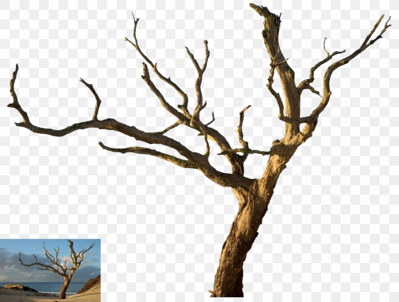 Tree Desktop Wallpaper Snag Branch Oak, PNG, 900x681px, Tree, Branch, Desert, Drawing, Landscape Download Free