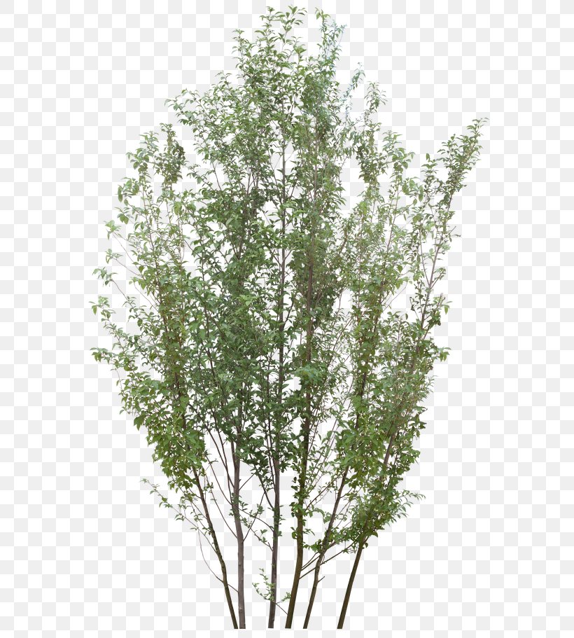 Tree PhotoScape Rendering, PNG, 600x911px, Tree, Birch, Branch, Computer Program, Evergreen Download Free