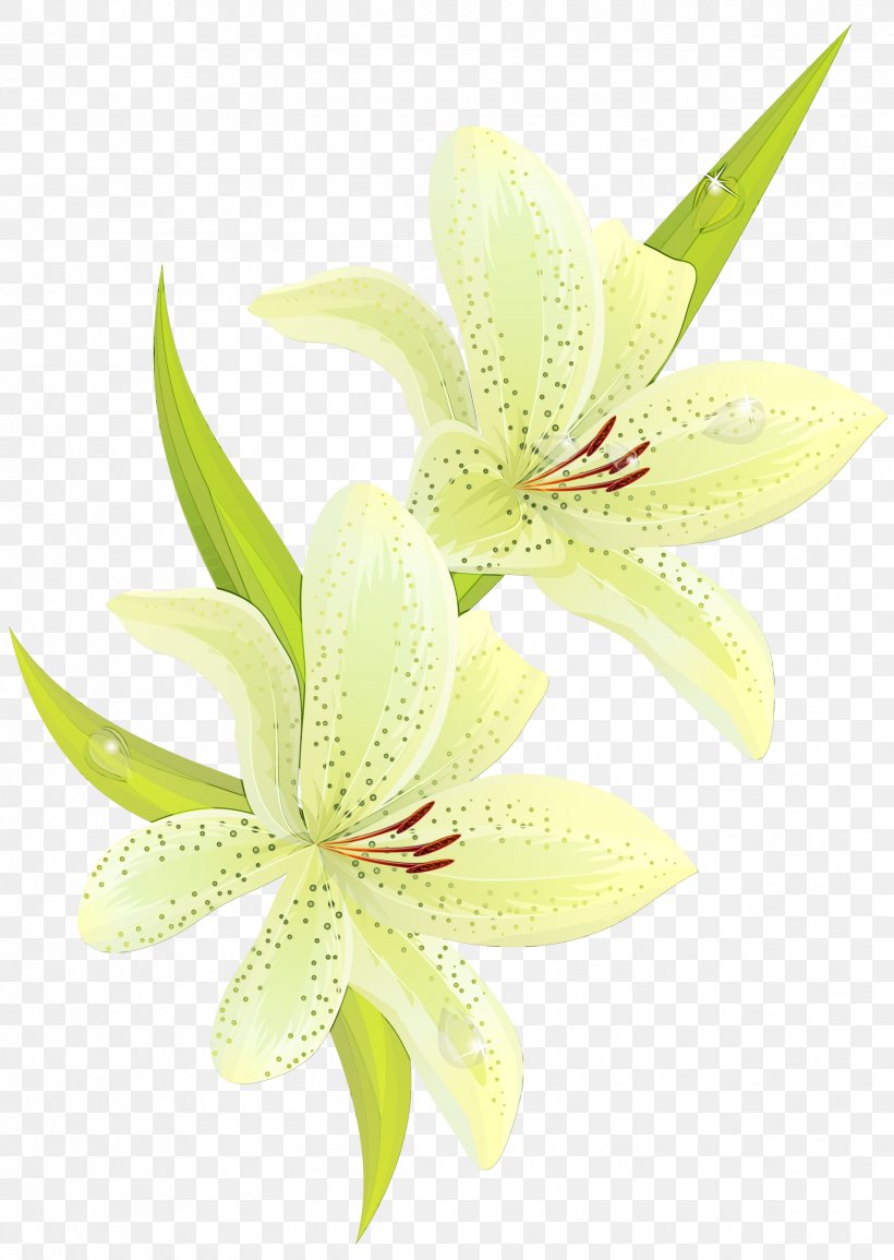 White Flower Petal Lily Plant, PNG, 2444x3445px, Watercolor, Cut Flowers, Flower, Lily, Lily Family Download Free