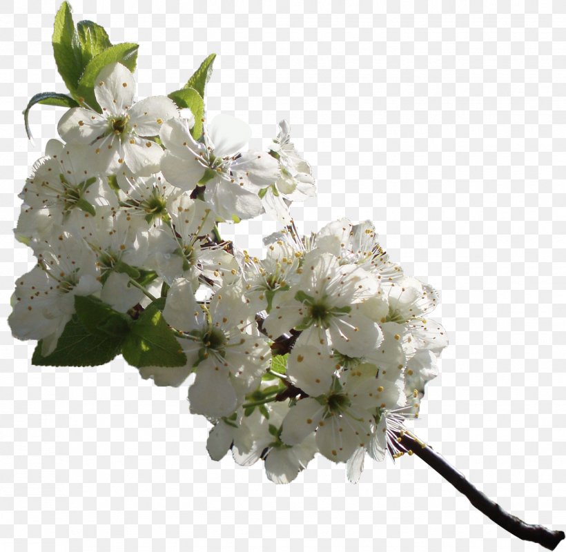 Flower Cerasus Cdr Clip Art, PNG, 1134x1107px, Flower, Blossom, Branch, Cdr, Cerasus Download Free