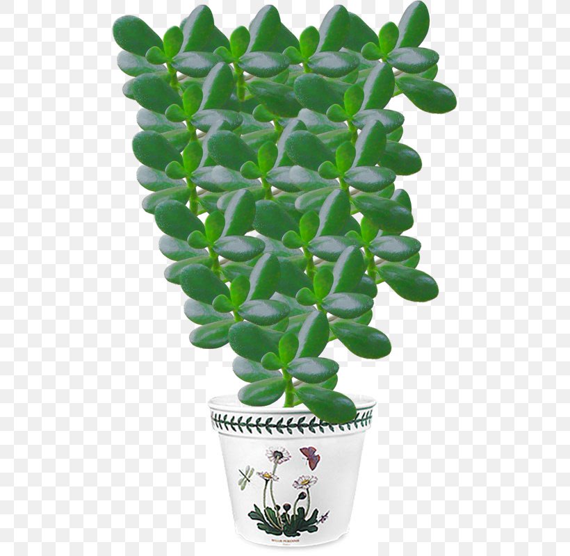 Jade Plant Crassula Arborescens Tree Money, PNG, 500x800px, Jade Plant, Chlorophytum Comosum, Crassula Arborescens, Flowerpot, Guiana Chestnut Download Free