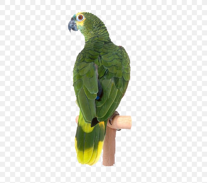 Lovebird Cockatoo Parakeet Raster Graphics, PNG, 587x724px, Bird, Beak, Cockatoo, Common Pet Parakeet, Fauna Download Free