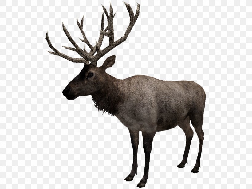 Reindeer Elk Musk Fauna, PNG, 1024x768px, Reindeer, Animal, Antler, Black, Black And White Download Free