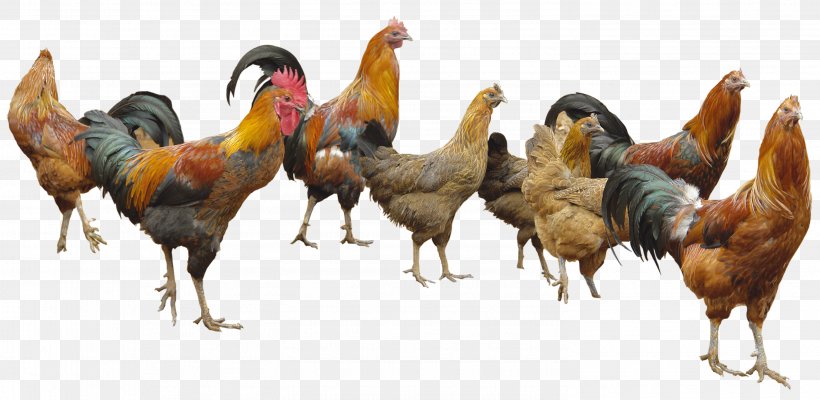 Appenzeller Spitzhauben White-faced Black Spanish Poultry, PNG, 2953x1442px, Chicken, Beak, Bird, Chicken Meat, Egg Download Free