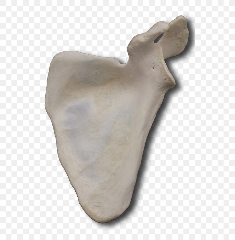 Sculpture Artifact Bone, PNG, 540x840px, Sculpture, Artifact, Bone, Jaw, Snout Download Free