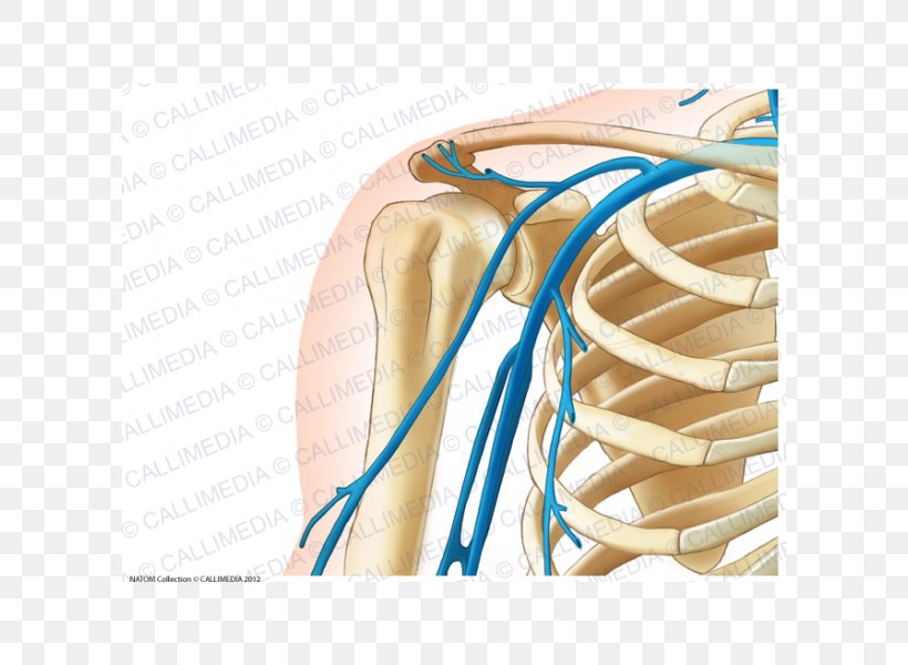 Shoulder Vein Anterior Humeral Circumflex Artery Arm, PNG, 600x600px, Watercolor, Cartoon, Flower, Frame, Heart Download Free