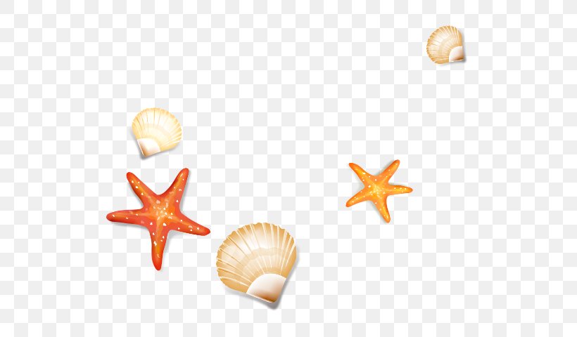 Starfish Seashell Cockle, PNG, 583x480px, Starfish, Body Jewelry, Cockle, Conchology, Element Download Free