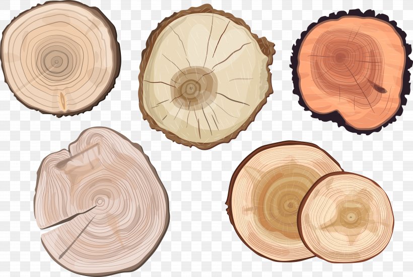 Tree Trunk Aastarxf5ngad Euclidean Vector, PNG, 5404x3637px, Tree, Cross Section, Dishware, Photography, Rings Download Free