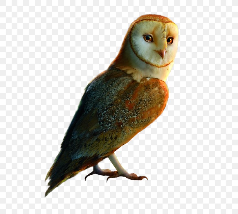Bird Feather Little Owl Parakeet 10 December, PNG, 632x736px, Bird, Autumn, Beak, Bird Of Prey, Fauna Download Free