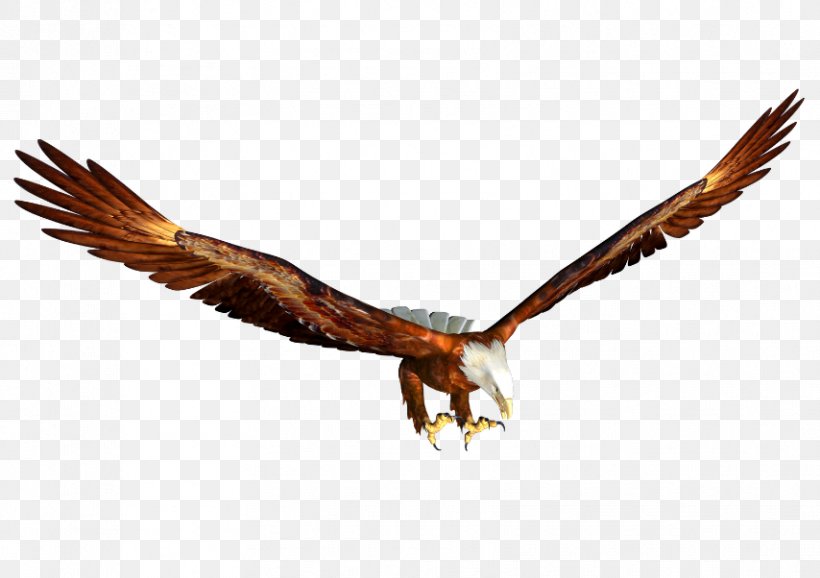 Eagle Clip Art, PNG, 854x602px, Eagle, Accipitriformes, Bald Eagle, Beak, Bird Download Free